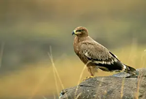 Savannahs: Tawny Eagle