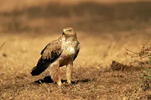 Savannahs: Tawny Eagle