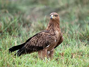 Rapax: Tawny Eagle