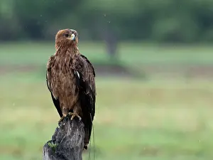 Rapax: Tawny Eagle