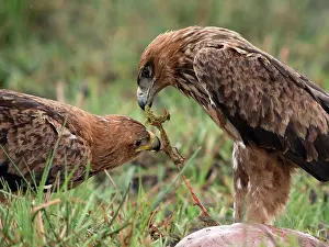 Rapax: Tawny Eagle