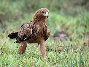 Rapax: Tawny Eagle