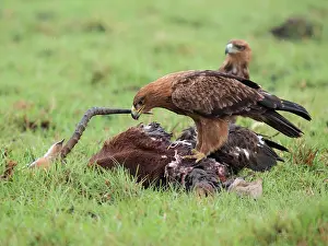 Rapax: Tawny Eagle