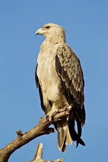Rapax: Tawny Eagle