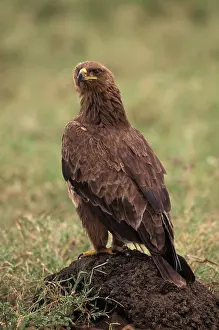 Rapax: Tawny Eagle (Aquila rapax)