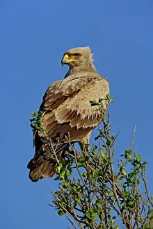 Rapax: Tawny Eagle, Aquila rapax, Masai Mara Game