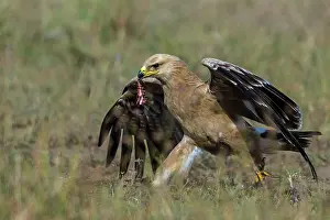 Scraps: Tawny Eagle carrying meat scraps in beak