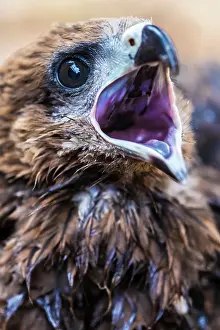 Rapax: Tawny Eagle chick calling
