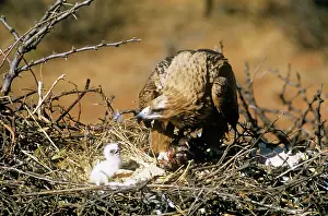 Rapax: Tawny Eagle - with chick at nest