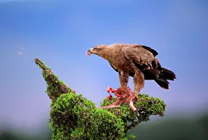 Thomsons: Tawny Eagle - eating baby ThomsonIs gazelle