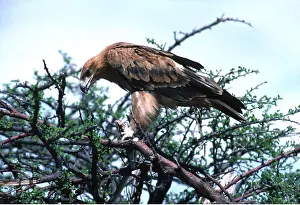 Killing: TAWNY EAGLE - eating snake