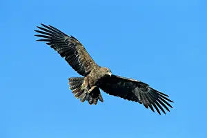 Rapax: Tawny Eagle - in flight