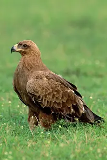 Rapax: TAWNY EAGLE IN GRASS