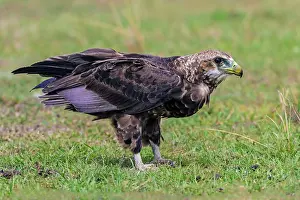 Rapax: Tawny Eagle on ground