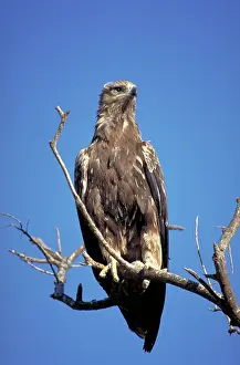 Rapax: Tawny Eagle - Perched high in a tree