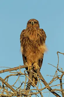 Perching: Tawny Eagle - perched on tree branch in the early morning