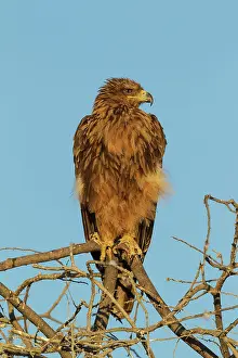 Perching: Tawny Eagle - perched on tree branch in the early morning