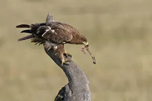 Rapax: Tawny Eagle with Prey