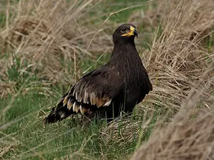 Sm280617: Tawny Eagle- sitting on the ground, Czech Republic