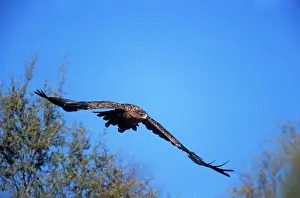 Ingrid Van Den Berg: Tawny EAGLE - taking off