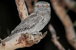 Frogmouth: Tawny Frogmouth