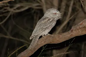 Frogmouth: Tawny Frogmouth