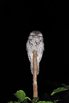 Frogmouth: Tawny Frogmouth