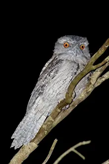 Frogmouth: Tawny frogmouth