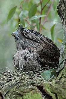 Frogmouth: Tawny Frogmouth