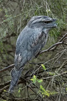 Frogmouth: Tawny Frogmouth