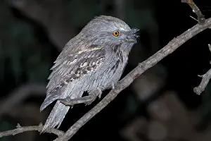 Frogmouth: Tawny Frogmouth