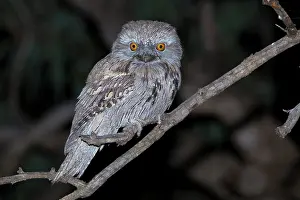 Frogmouth: Tawny Frogmouth