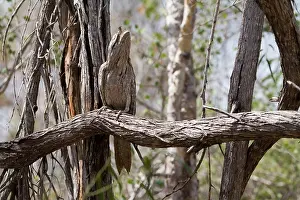 Frogmouth: Tawny Frogmouth - in camouflage pose