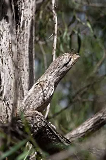 Frogmouth: Tawny Frogmouth - among jumble of branches