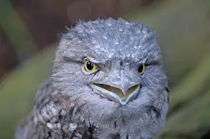 Frogmouth: Tawny Frogmouth (Podargus strigoides), rare, Queensland