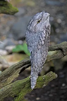 Tawny Frogmouth (Podargus strigoides), rare, Queensland