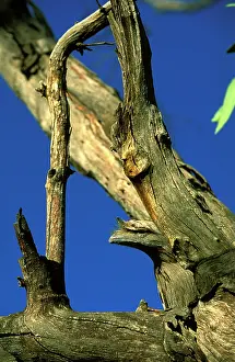 Frogmouth: Tawny frogmouth (Podargus strigoides) camouflaged