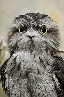 Tawny: Tawny frogmouth (Podargus strigoides), portrait