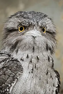 Tawny: Tawny frogmouth (Podargus strigoides), portrait