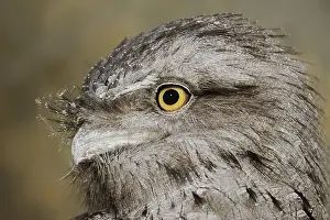 Tawny: Tawny frogmouth (Podargus strigoides), portrait