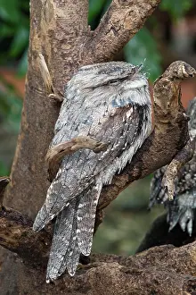 Frogmouth: Tawny Frogmouth (Podargus strigoides), Queensland