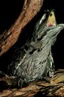 Frogmouth: Tawny frogmouth (Podargus strigoides) swallowing