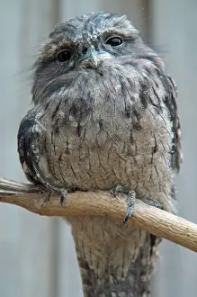 Devil: Tawny Frogmouth Podargus strigoidesTasmanian Devil