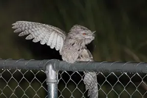 Frogmouth: Tawny Frogmouth rain bathing