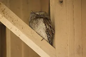 090818: Tawny Frogmouth - Sleeping by day - under the eaves