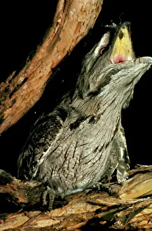 Frogmouth: Tawny Frogmouth - Swallowing prey (mouse)