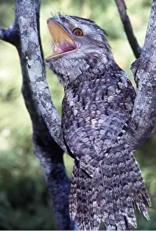 Frogmouth: TAWNY FROGMOUTH - Threat posture