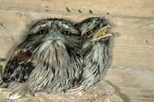 Tasmanian: Tawny Frogmouths