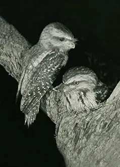 Eric Lindgren: Tawny Frogmouths - pair at their nest in a Jarrah