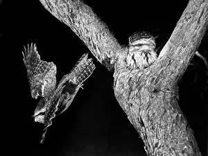 Eric Lindgren: Tawny Frogmouths - pair at their nest in a Jarrah